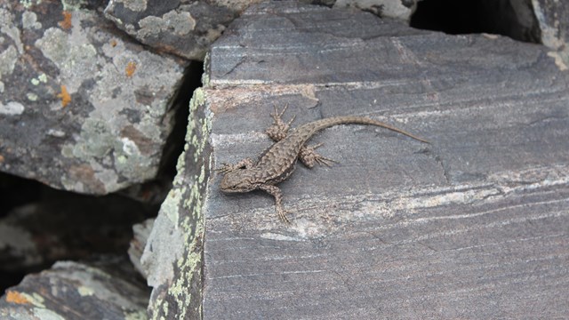 Small brown striped lizard sits on a lichen covered metamorphic rock