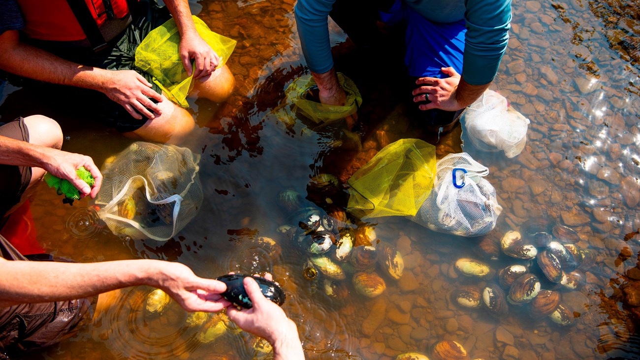 Three people kneeling in water. In their hands are white and yellow mesh bags which have muscles..