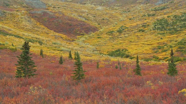 landscape of reddish bushes and green spruce trees