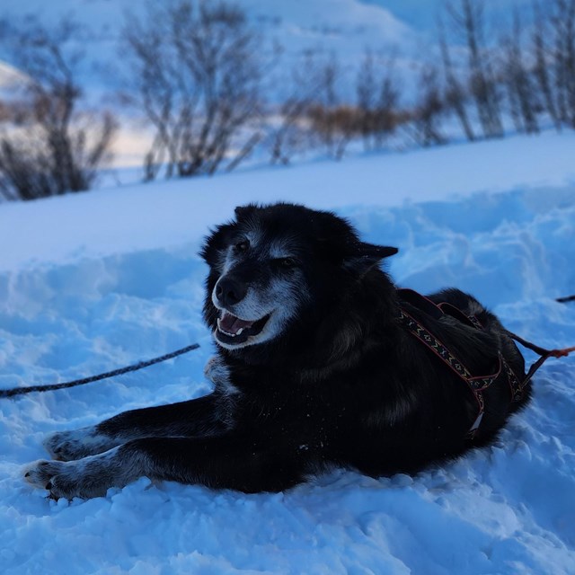 a mostly brown sled dog with white facial and chest markings laying next to a tree