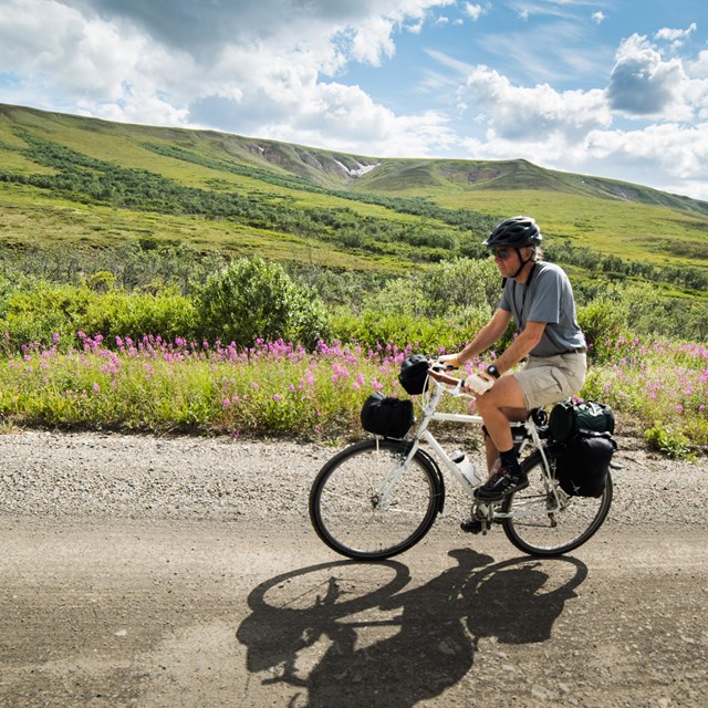 A man bikes along a gravel road past hillsides of green tundra and blooming fireweed.