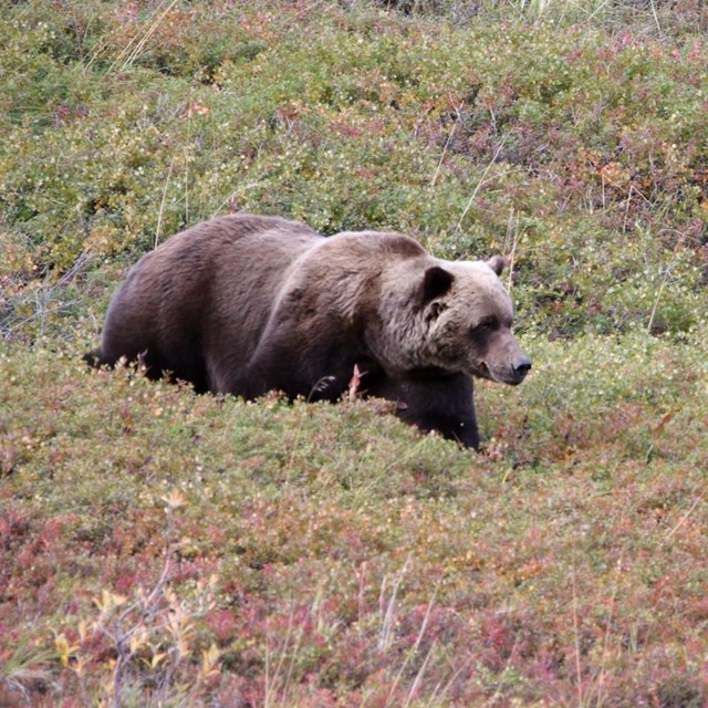 A grizzly bear walks through brushy tundra.