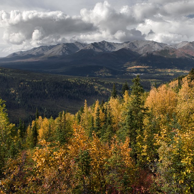 a green and yellow forested mountainside 