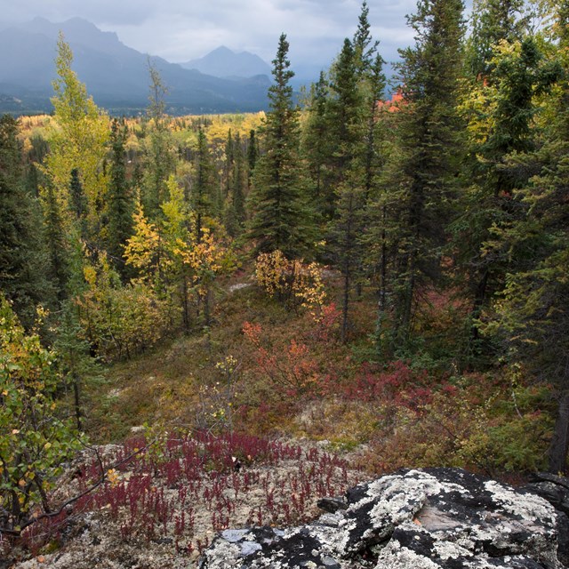 a forest of spruce and aspen trees