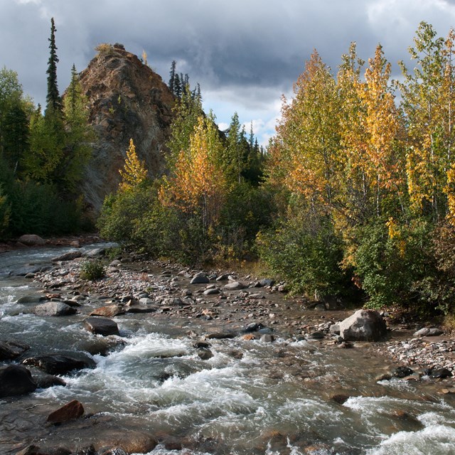 a small river flowing through a forest of green and yellow-tinted trees