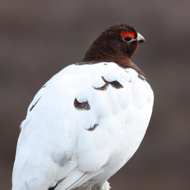 White and brown bird sits on a wood fence post