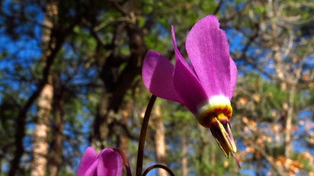 Purple flowers with a forest in the background