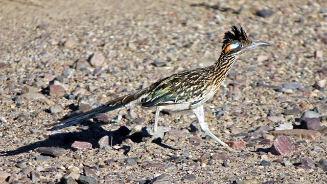 Greater Roadrunner running across sand