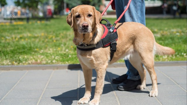 A service animal laying down resting. 