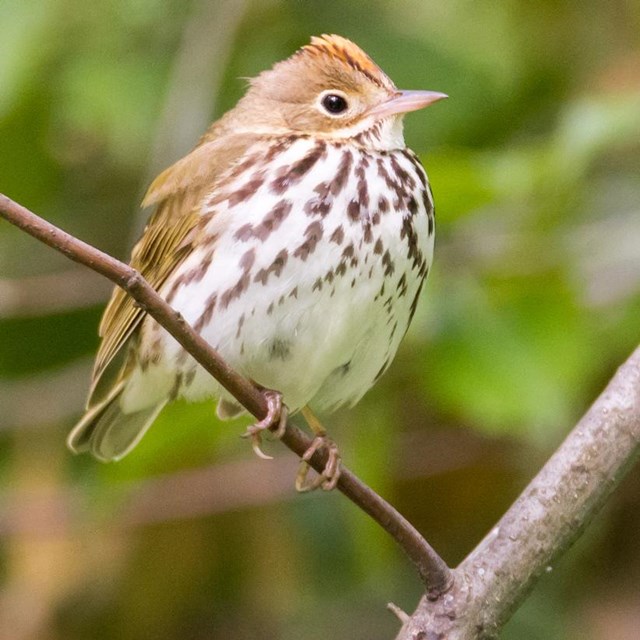 Ovenbird on a branch