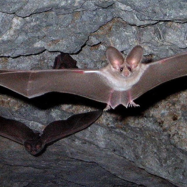Dos murcielagos dentro de una cueva. 