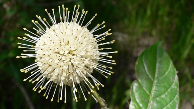 Monitoring Plants