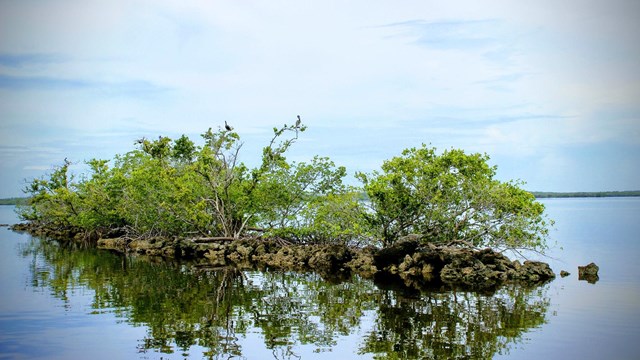 Florida Bay & Gulf Coast Estuaries