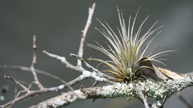 A bromeliad image in a tree branch