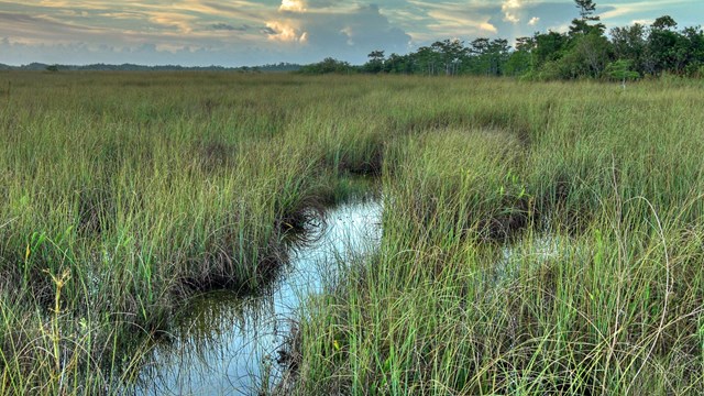 Sawgrass in the middle of the praire.