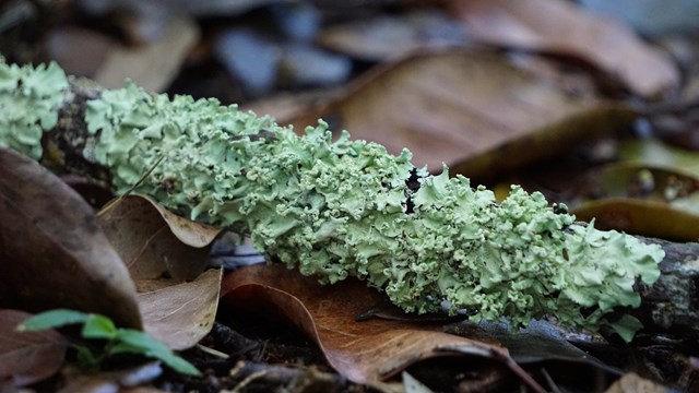 Lichen around a tree branch