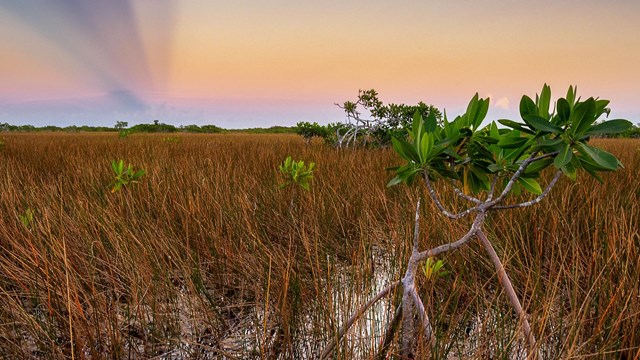 A small mangrove tree in a field of marsh grass under an orange and purple sky.