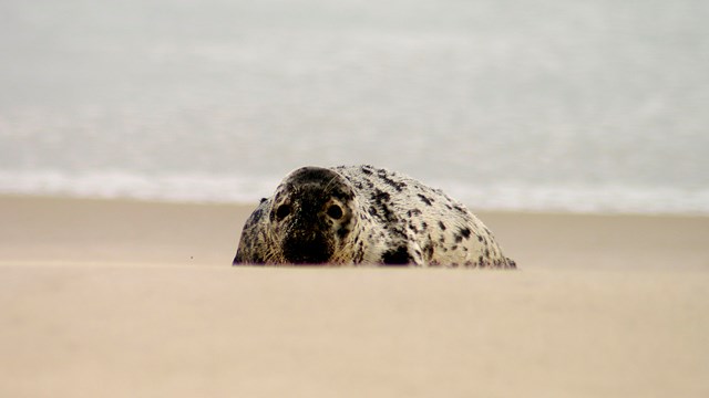 A large seal rests on shore near the waves.