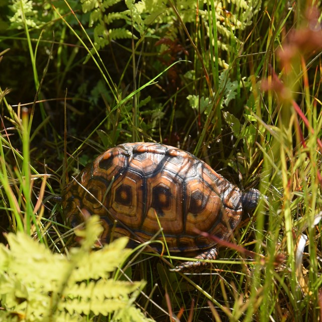 An orange and green box turtle shell can be seen among green grass.