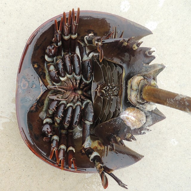 A horseshoe crab upside down on the beach.