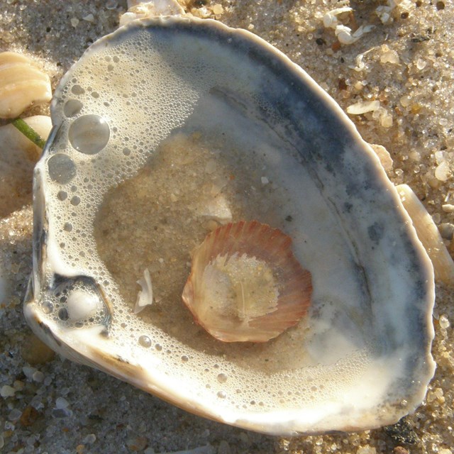 Sea shells scattered about an ocean beach.