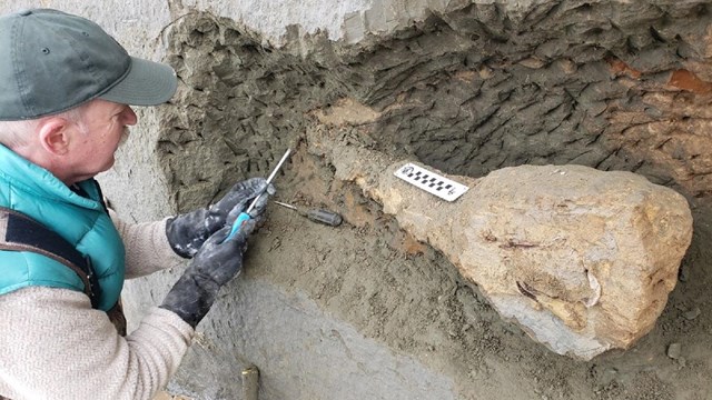 Paleontologist excavating a dolphin fossil in a rock wall