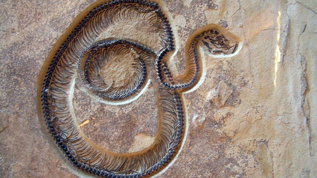 A coiled snake fossil with its head jutting to the right.