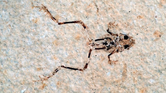 A fossil frog facing left with legs stretched out.