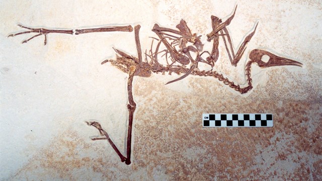 Fossil bird with wings separated from spine and legs spread apart.