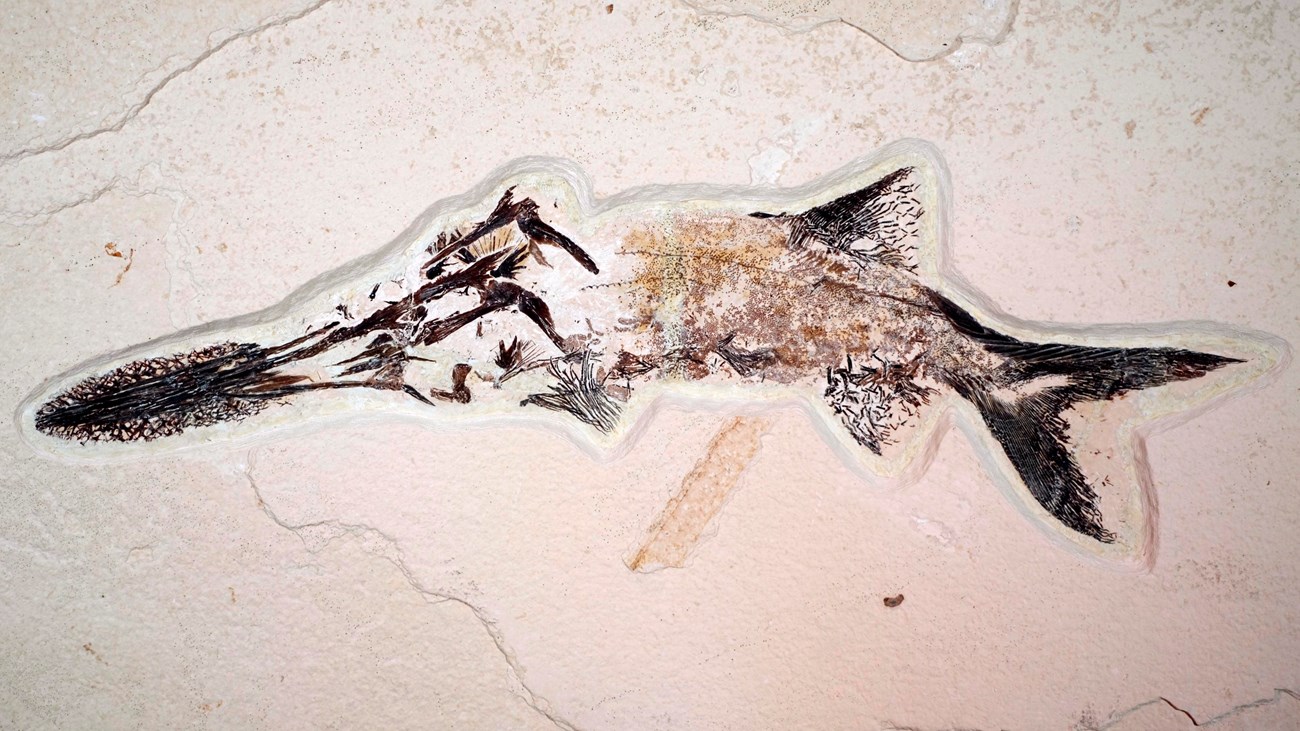 A fossil paddlefish with dark nose, tail, and fins.