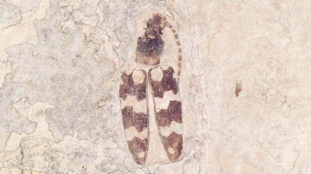 A fossil beetle with zigzag dark and light pattern on the wings.