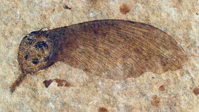 A brown winged seed fossil on speckled tan stone.