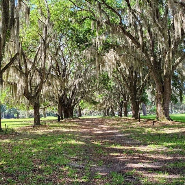 Image of Trees on Island 