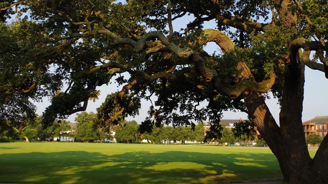 A large live oak tree casts long morning shadows under blue skies.