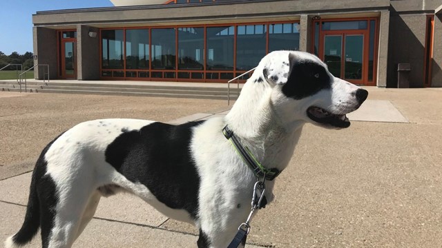 A small black and white dog in front of a large concrete and orange building