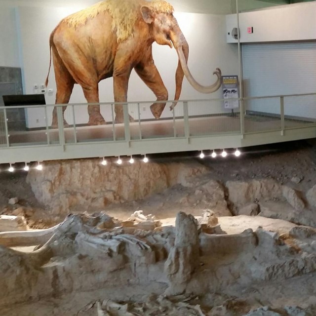 Photo showing inside a fossil viewing building with mammoth bones and murals.