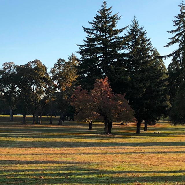 An open, grassy field surrounded by trees.