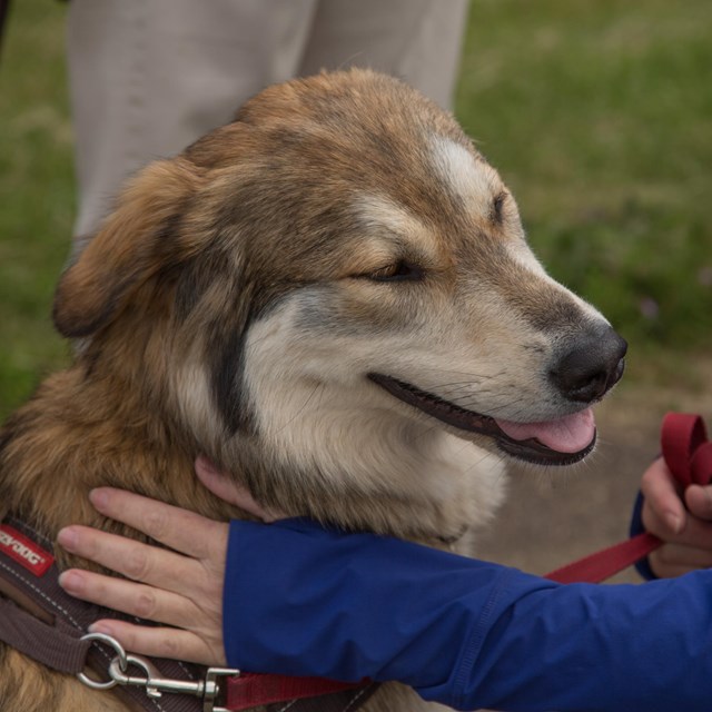 A dog on a leash at Fort Vancouver National Historic Site.