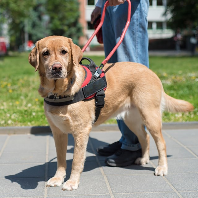 Service animals black and white symbol