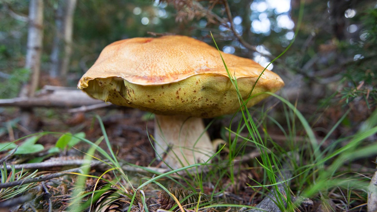 Close-up of brown and white mushroom on forest floor