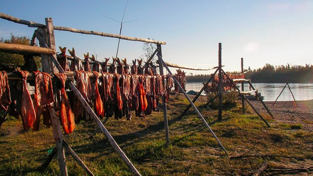 Salmon dry on a fish rack along a river