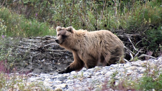 A brown bear on a gravel bar