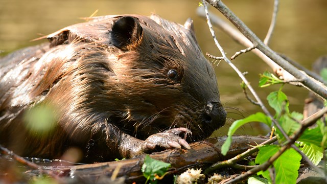 A close-up photo of a beaver chewing on a branch