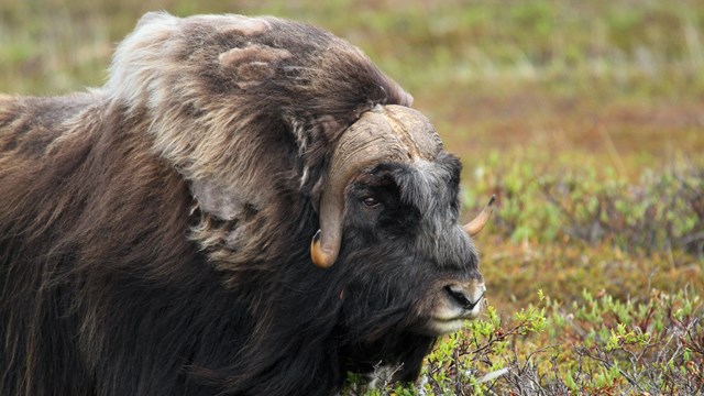 A muskox on the tundra