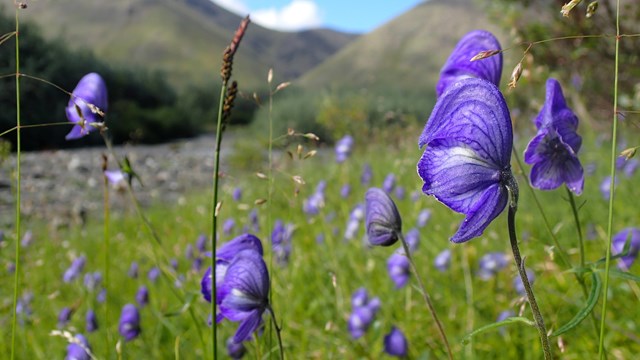 Purple flowers bloom amongst bright green grass