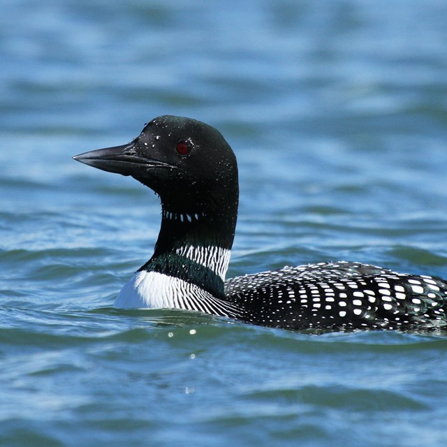 A common loon on the water