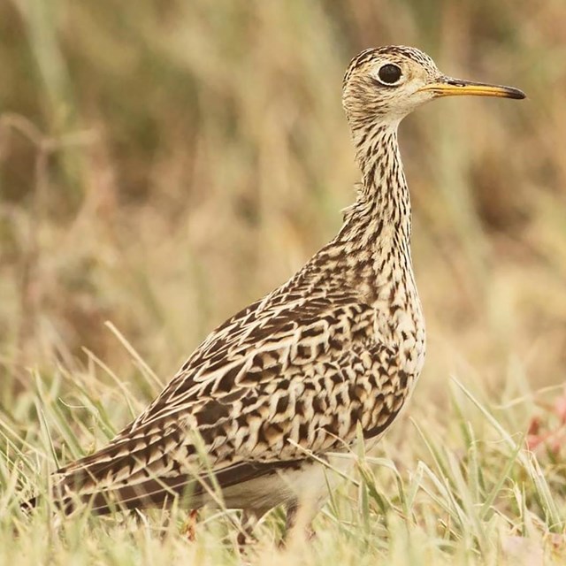 a medium size and brown mottled shorebird