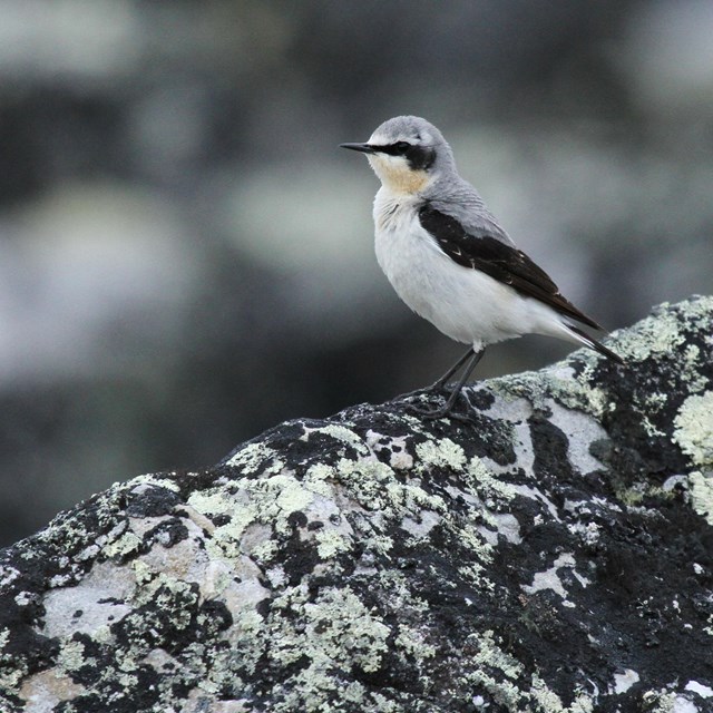 a small songbird with a gray head and back, a black eye band, black wings and white belly 