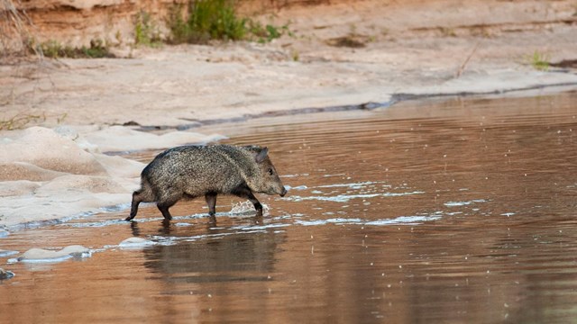 A pig like animal crosses a river splashing the water as it crosses