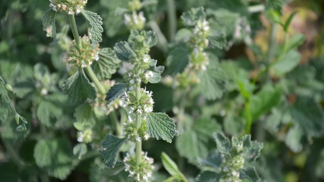 Close-up of a horehound plant, displaying its dense clusters of small, white or pale green flowers.